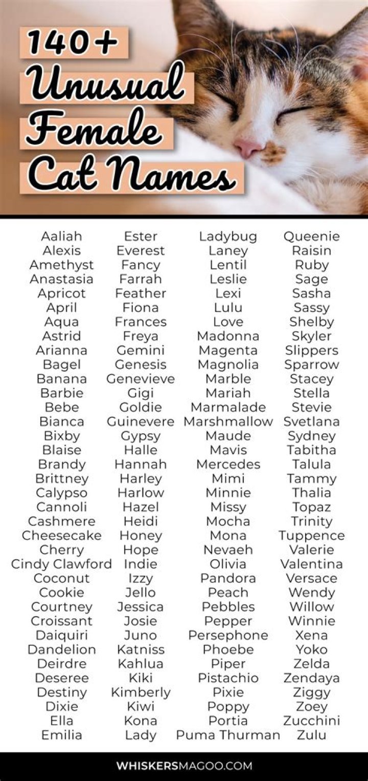 Creative and Unique Cat Names for Female Cats: A Comprehensive Guide