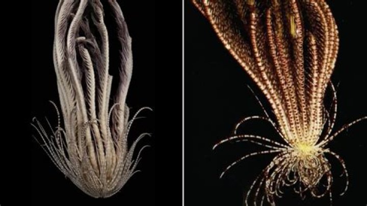 Elphet: Discovering the Unique World of This Enigmatic Creature