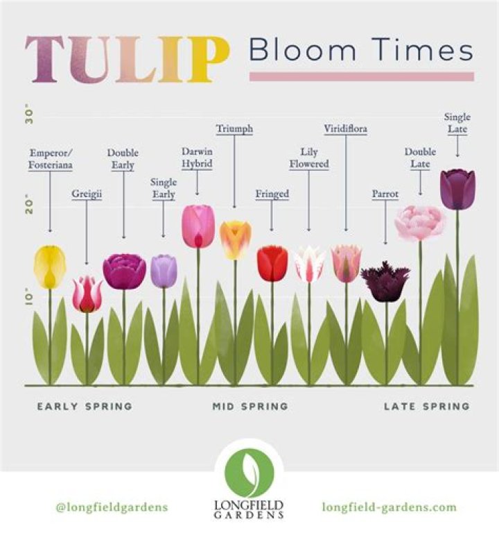How Long Do Tulips Last? A Comprehensive Guide to Tulip Longevity