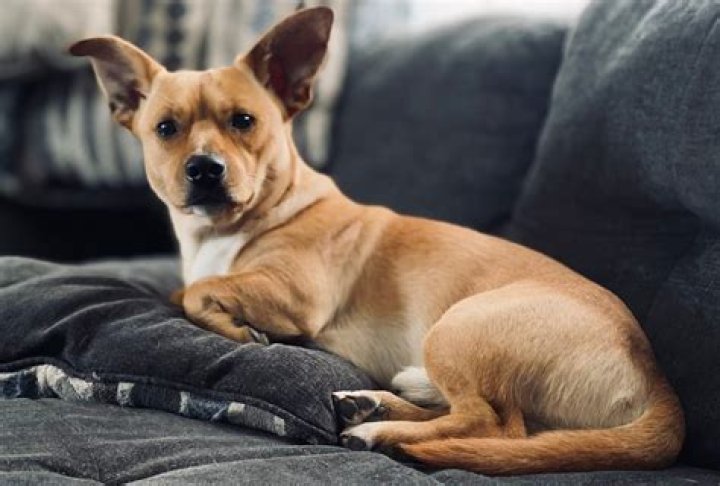 Jack Terrier Mix: The Ultimate Guide to This Unique Hybrid Breed