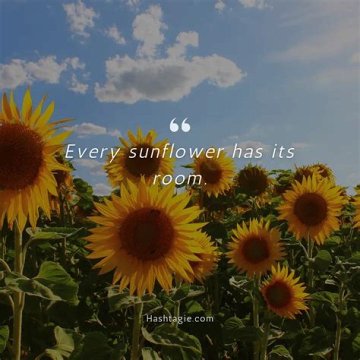 Sunflower Captions: Brighten Your Social Media with the Perfect Words