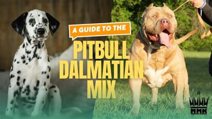 Understanding the Mixed Lab and Pitbull: A Comprehensive Guide